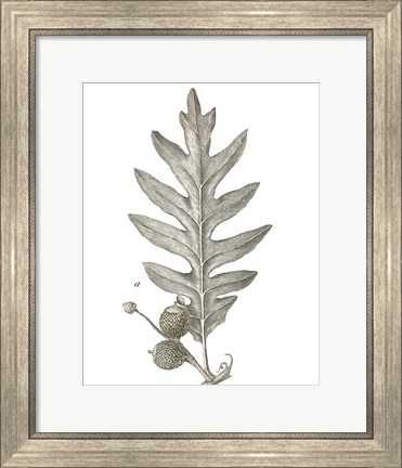 Framed Histoire Naturelle Leaves I Print