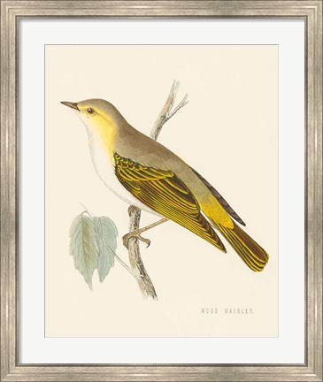Framed Engraved Birds III Print