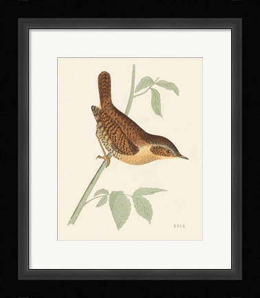 Framed Engraved Birds I Print