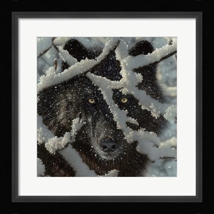 Framed Winter Black Wolf Print