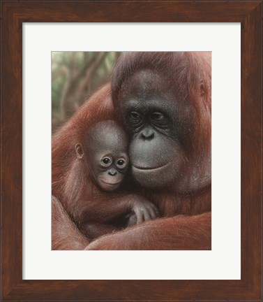 Framed Orangutan Mother and Baby Print