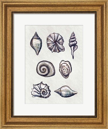 Framed Shells I Print