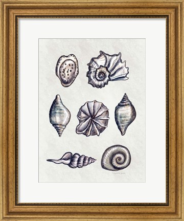 Framed Shells II Print