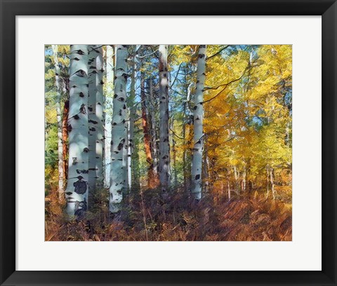 Framed Autumn Aspens Print