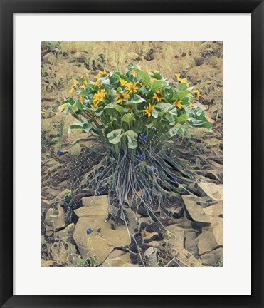 Framed Desert Bouquet Print
