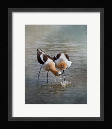 Framed American Avocet II Print