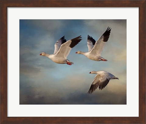 Framed Snow Geese Print