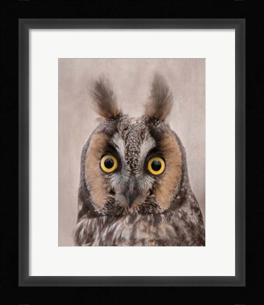 Framed Long-Eared Owl Print