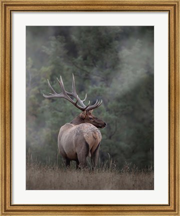 Framed Bull Elk II Print