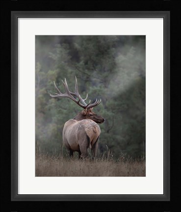 Framed Bull Elk II Print