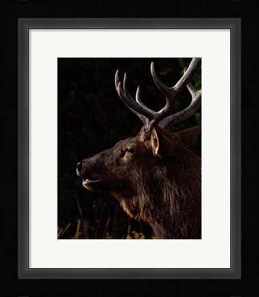 Framed Sunset Bull Print