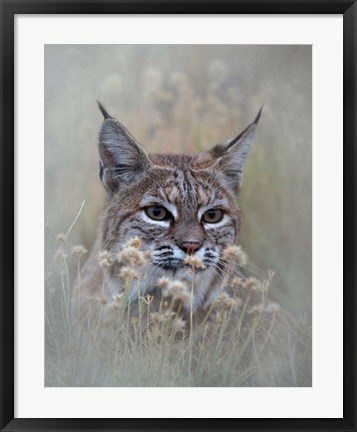 Framed Bobcat Print