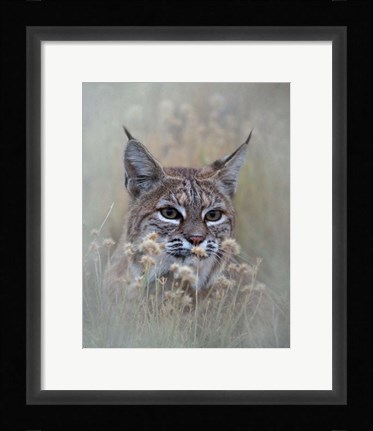 Framed Bobcat Print