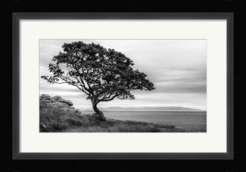 Framed Bonsai Tree Print