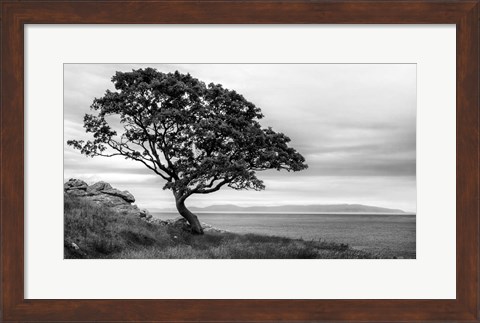 Framed Bonsai Tree Print