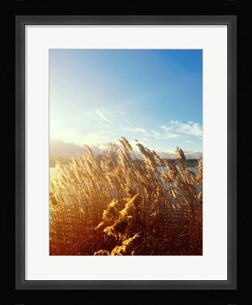 Framed Beach Grass Print