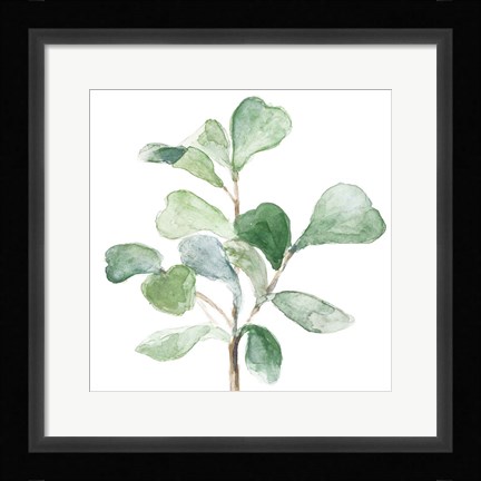 Framed Fiddle Fig Leaf Plant I Print