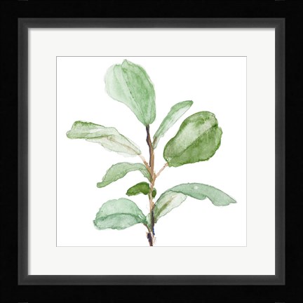 Framed Fiddle Fig Leaf Plant II Print