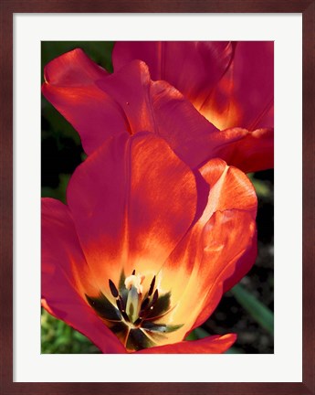 Framed Romantic Tulips I Print