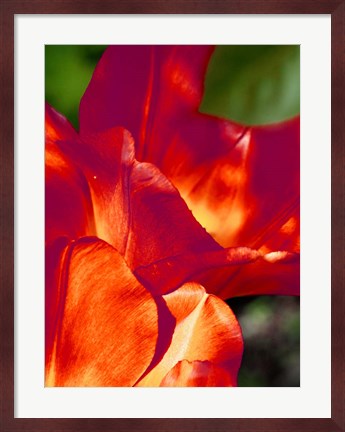 Framed Romantic Tulips II Print