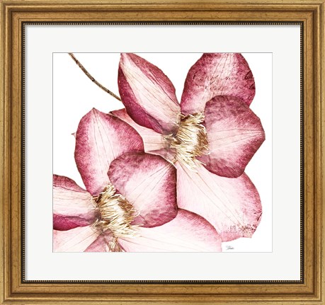 Framed Rouge Plum Flowers II Print