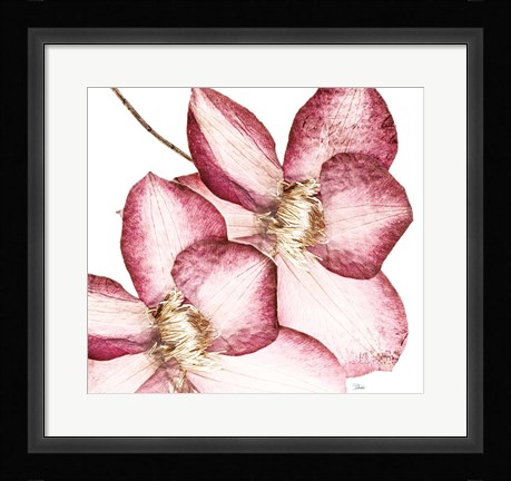 Framed Rouge Plum Flowers II Print