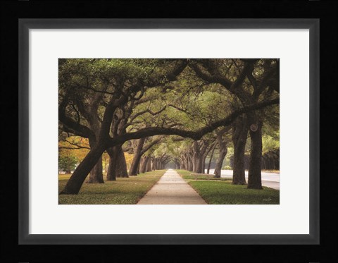 Framed Alley of Live Oaks Print