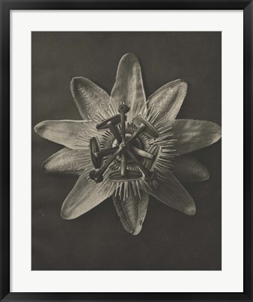 Framed Blossfeldt Flower I Print