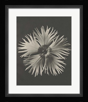 Framed Blossfeldt Flower IV Print