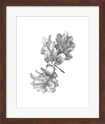 Framed Oak Leaf Pencil Sketch II Print