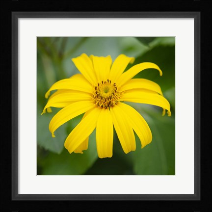 Framed Cropped Garden Flowers II Print