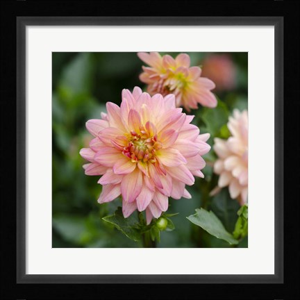 Framed Cropped Garden Flowers III Print