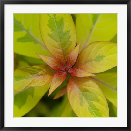 Framed Cropped Garden Leaves III Print