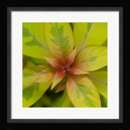 Framed Cropped Garden Leaves III Print