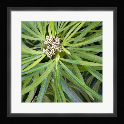 Framed Cropped Garden Leaves V Print