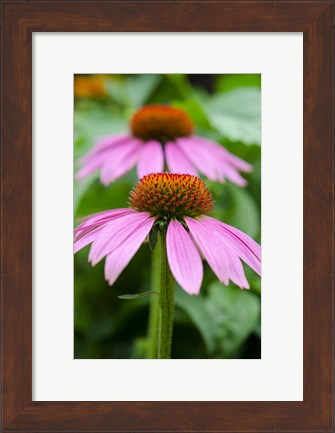 Framed Pink Coneflowers I Print