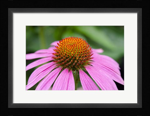 Framed Pink Coneflowers III Print