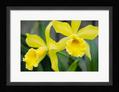 Framed Garden Array III Print