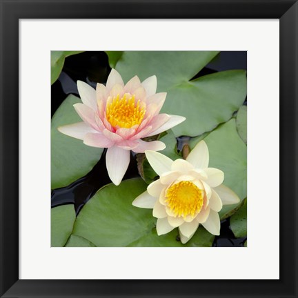 Framed Water Lily Flowers I Print