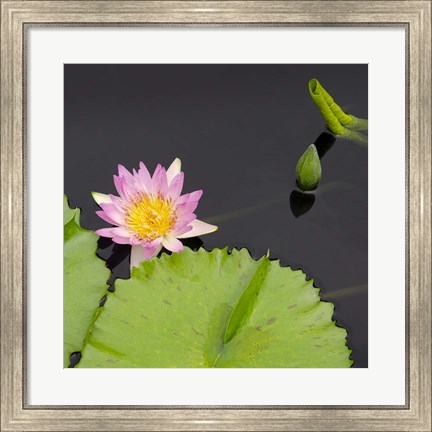 Framed Water Lily Flowers II Print