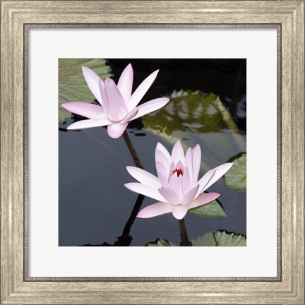 Framed Water Lily Flowers III Print