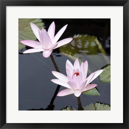 Framed Water Lily Flowers III Print