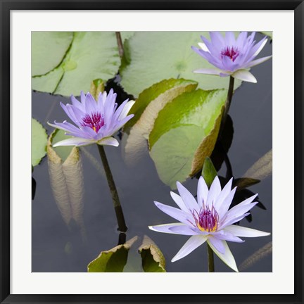 Framed Water Lily Flowers IV Print