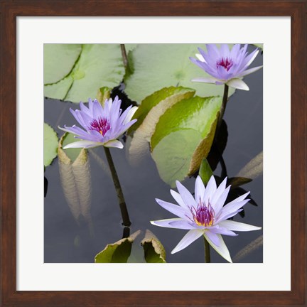 Framed Water Lily Flowers IV Print