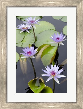 Framed Water Lily Flowers VII Print