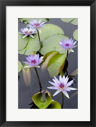 Framed Water Lily Flowers VII Print