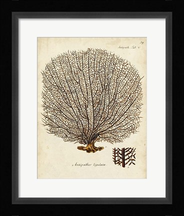 Framed Esper Sea Fans I Print