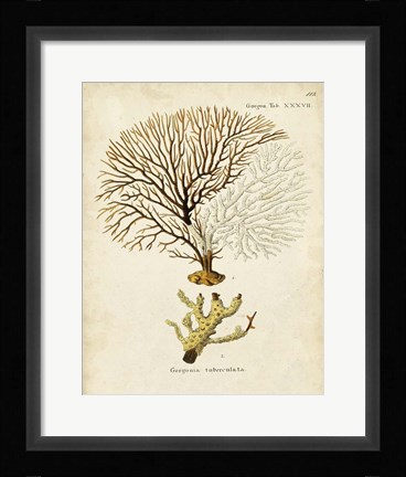 Framed Esper Sea Fans V Print