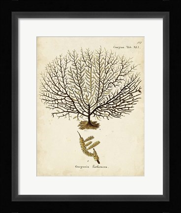 Framed Esper Sea Fans VI Print