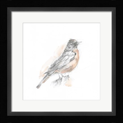 Framed Robin Bird Sketch I Print